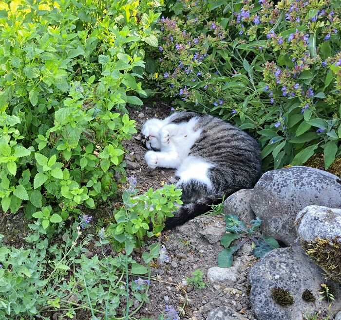 103 Horribly Unphotogenic Animals That Might Make You Laugh Way Harder Than You Should (New Pics)