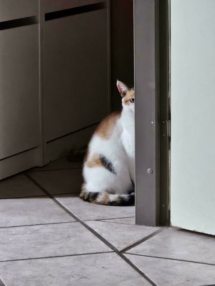 103 Horribly Unphotogenic Animals That Might Make You Laugh Way Harder Than You Should (New Pics)