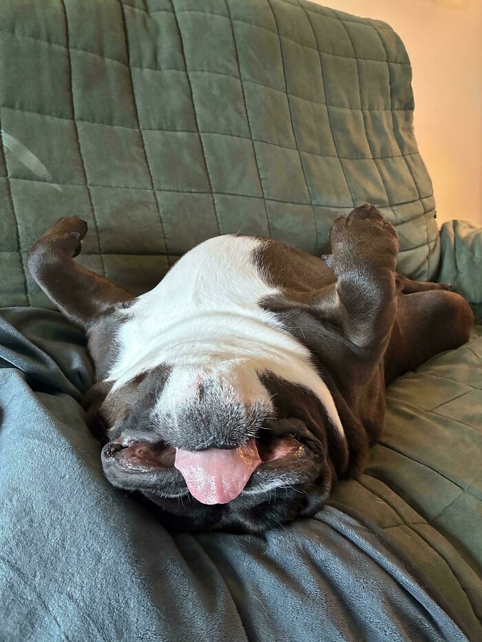 103 Horribly Unphotogenic Animals That Might Make You Laugh Way Harder Than You Should (New Pics)