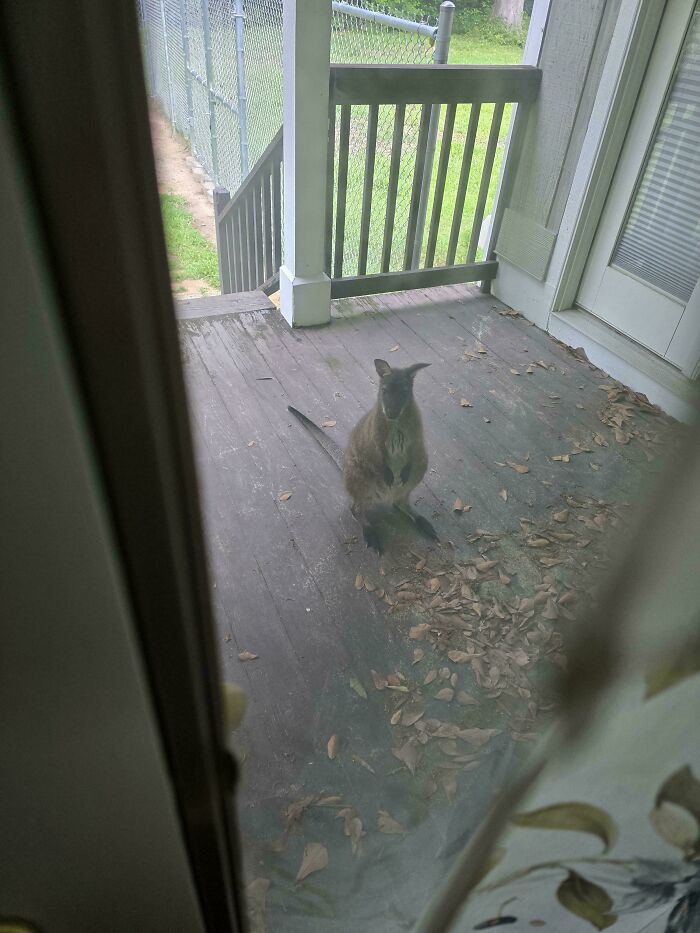 103 Horribly Unphotogenic Animals That Might Make You Laugh Way Harder Than You Should (New Pics)