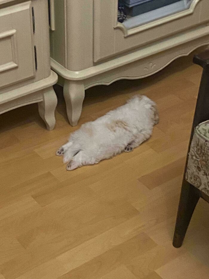 103 Horribly Unphotogenic Animals That Might Make You Laugh Way Harder Than You Should (New Pics)