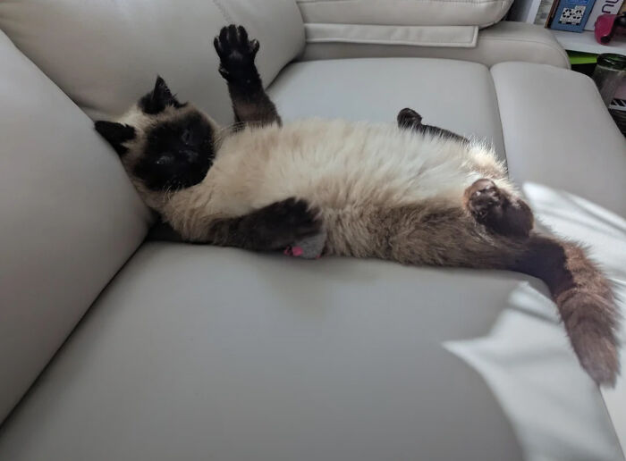 103 Horribly Unphotogenic Animals That Might Make You Laugh Way Harder Than You Should (New Pics)