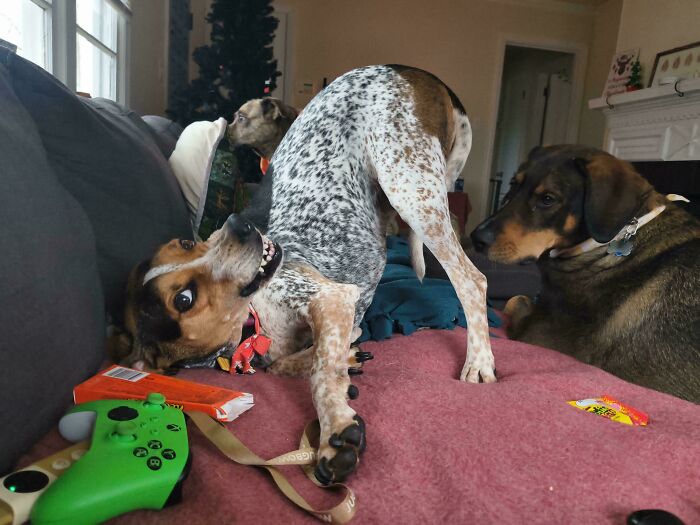 103 Horribly Unphotogenic Animals That Might Make You Laugh Way Harder Than You Should (New Pics)