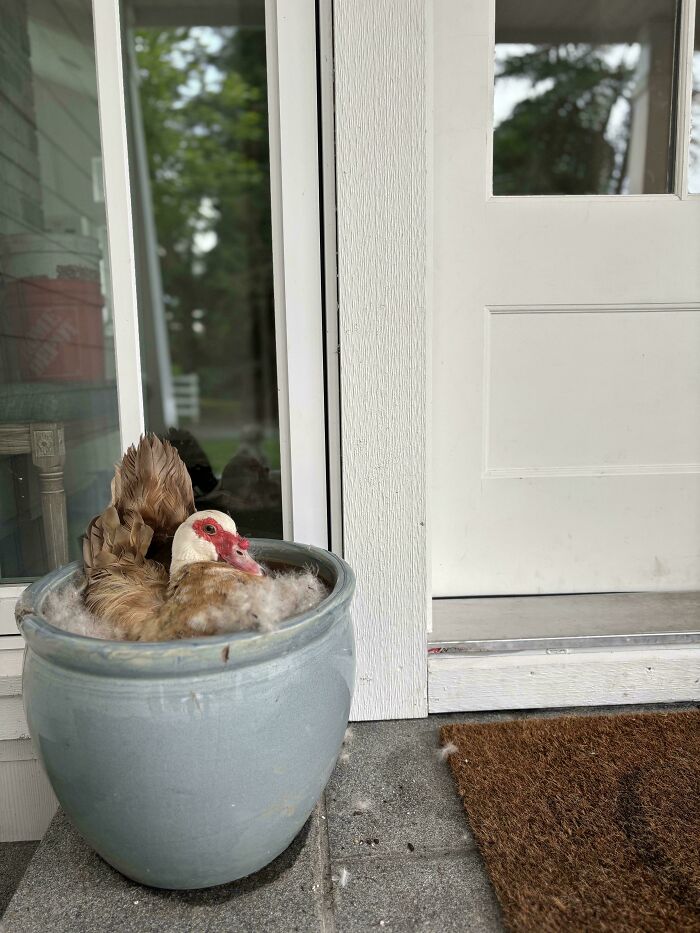 103 Horribly Unphotogenic Animals That Might Make You Laugh Way Harder Than You Should (New Pics)