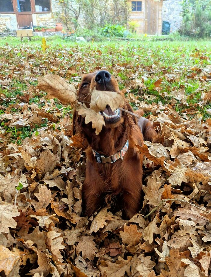 103 Horribly Unphotogenic Animals That Might Make You Laugh Way Harder Than You Should (New Pics)