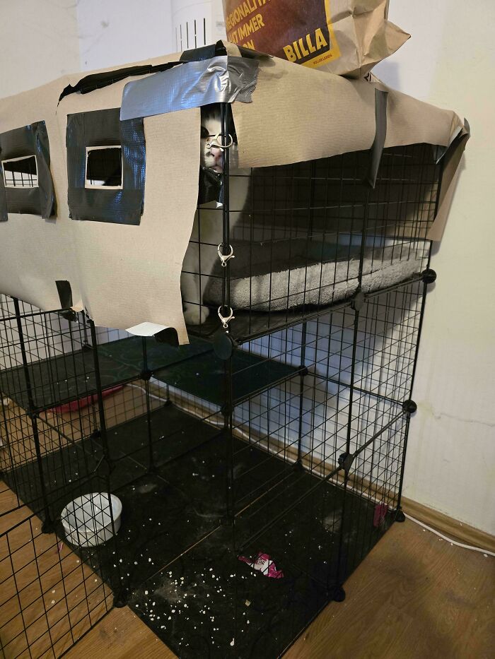 103 Horribly Unphotogenic Animals That Might Make You Laugh Way Harder Than You Should (New Pics)