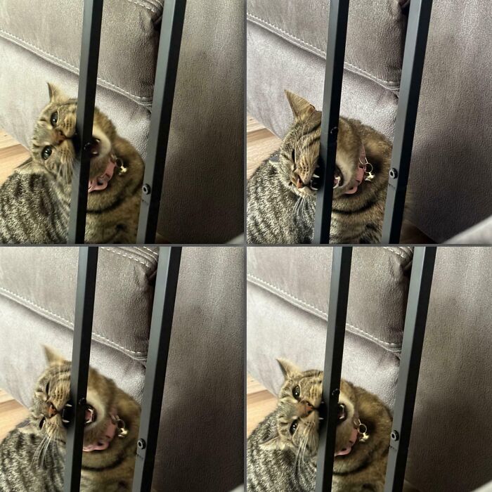 103 Horribly Unphotogenic Animals That Might Make You Laugh Way Harder Than You Should (New Pics)