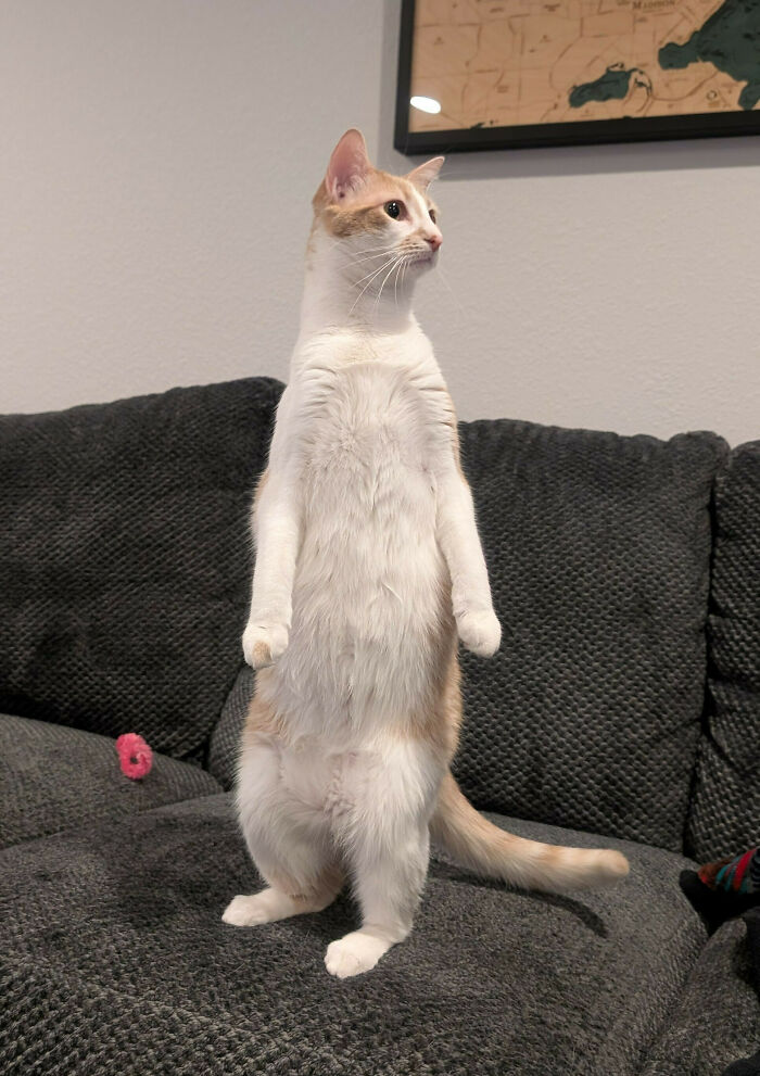 103 Horribly Unphotogenic Animals That Might Make You Laugh Way Harder Than You Should (New Pics)