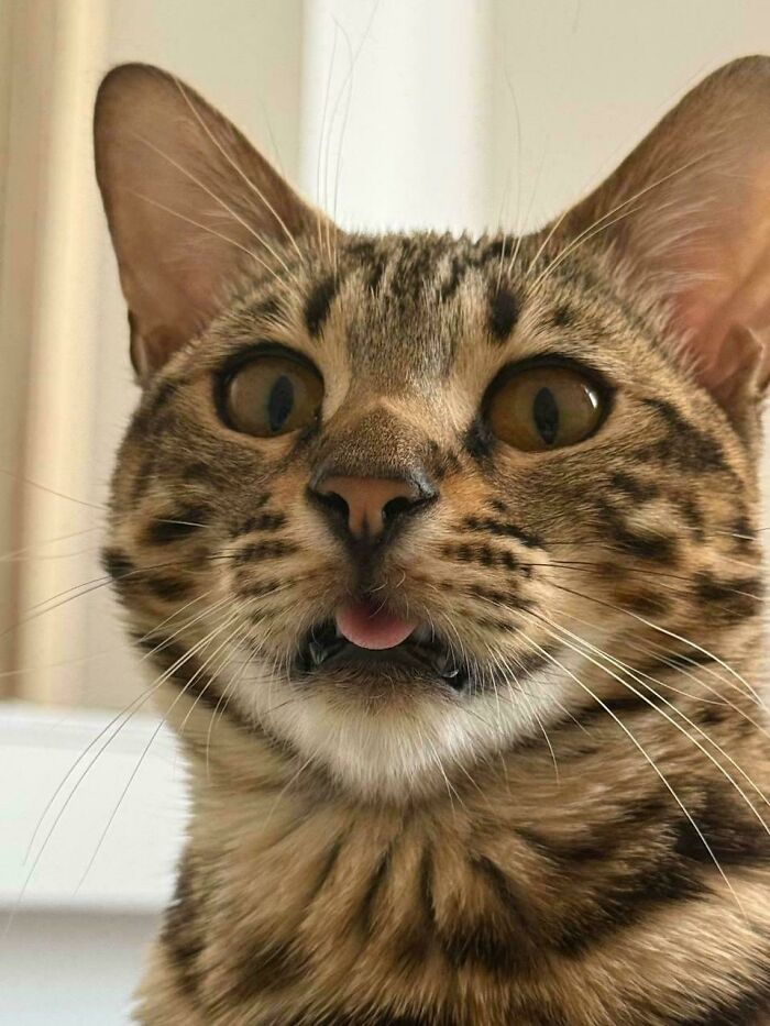 103 Horribly Unphotogenic Animals That Might Make You Laugh Way Harder Than You Should (New Pics)