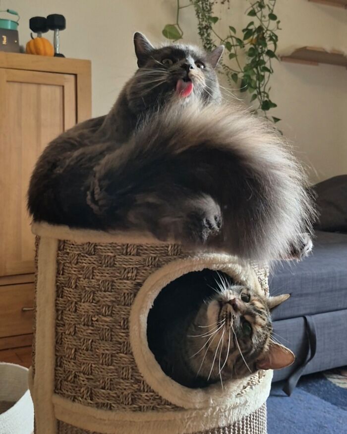 103 Horribly Unphotogenic Animals That Might Make You Laugh Way Harder Than You Should (New Pics)