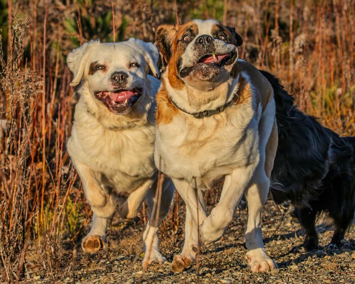 103 Horribly Unphotogenic Animals That Might Make You Laugh Way Harder Than You Should (New Pics)