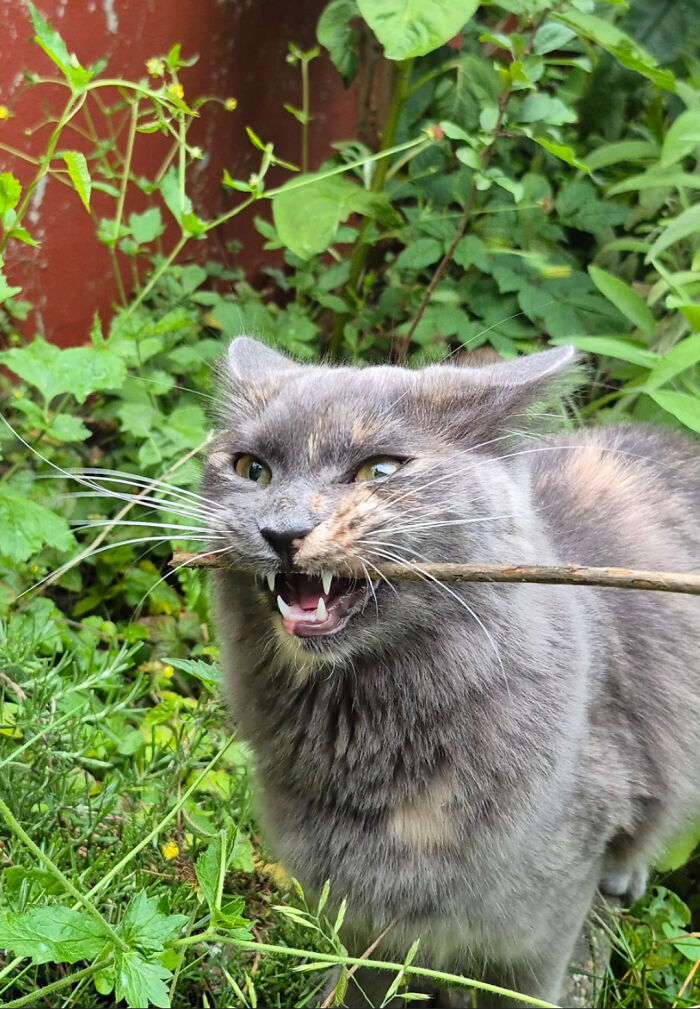 103 Horribly Unphotogenic Animals That Might Make You Laugh Way Harder Than You Should (New Pics)