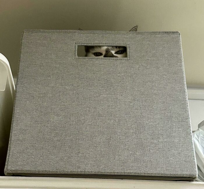 103 Horribly Unphotogenic Animals That Might Make You Laugh Way Harder Than You Should (New Pics)