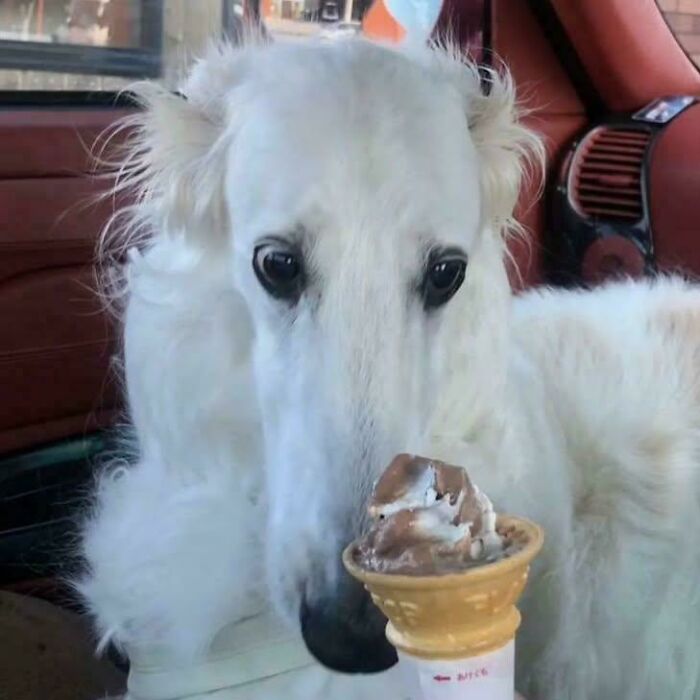 103 Horribly Unphotogenic Animals That Might Make You Laugh Way Harder Than You Should (New Pics)