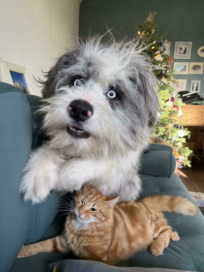 103 Horribly Unphotogenic Animals That Might Make You Laugh Way Harder Than You Should (New Pics)