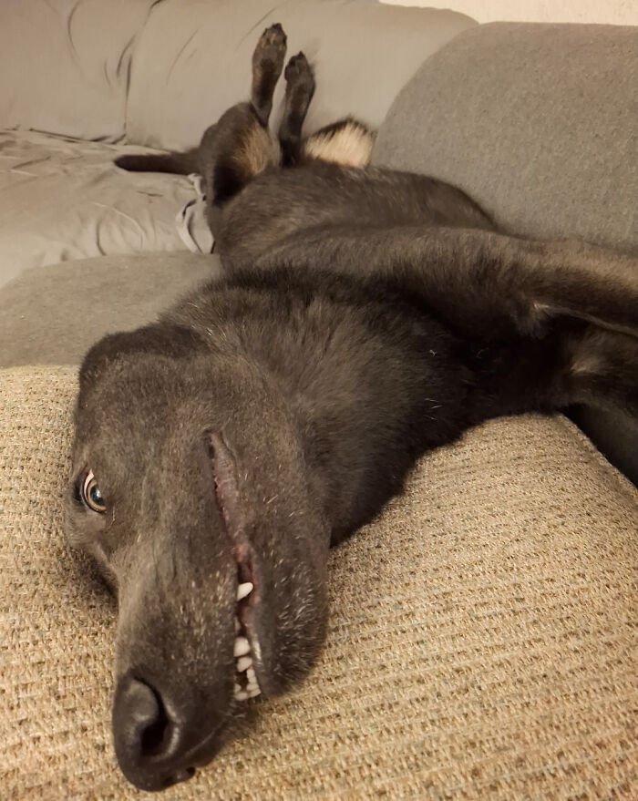 103 Horribly Unphotogenic Animals That Might Make You Laugh Way Harder Than You Should (New Pics)