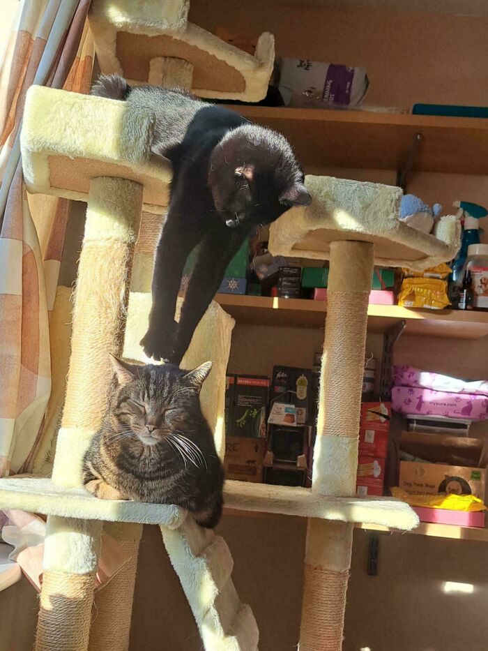 103 Horribly Unphotogenic Animals That Might Make You Laugh Way Harder Than You Should (New Pics)