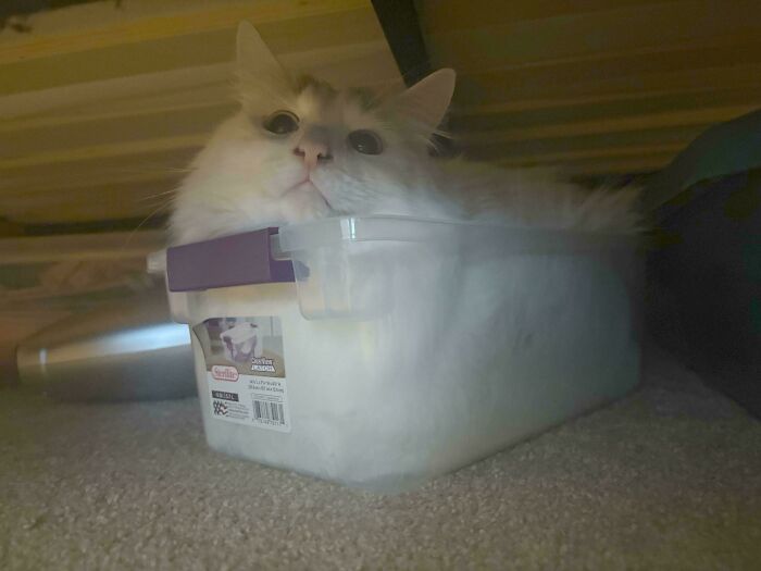 103 Horribly Unphotogenic Animals That Might Make You Laugh Way Harder Than You Should (New Pics)