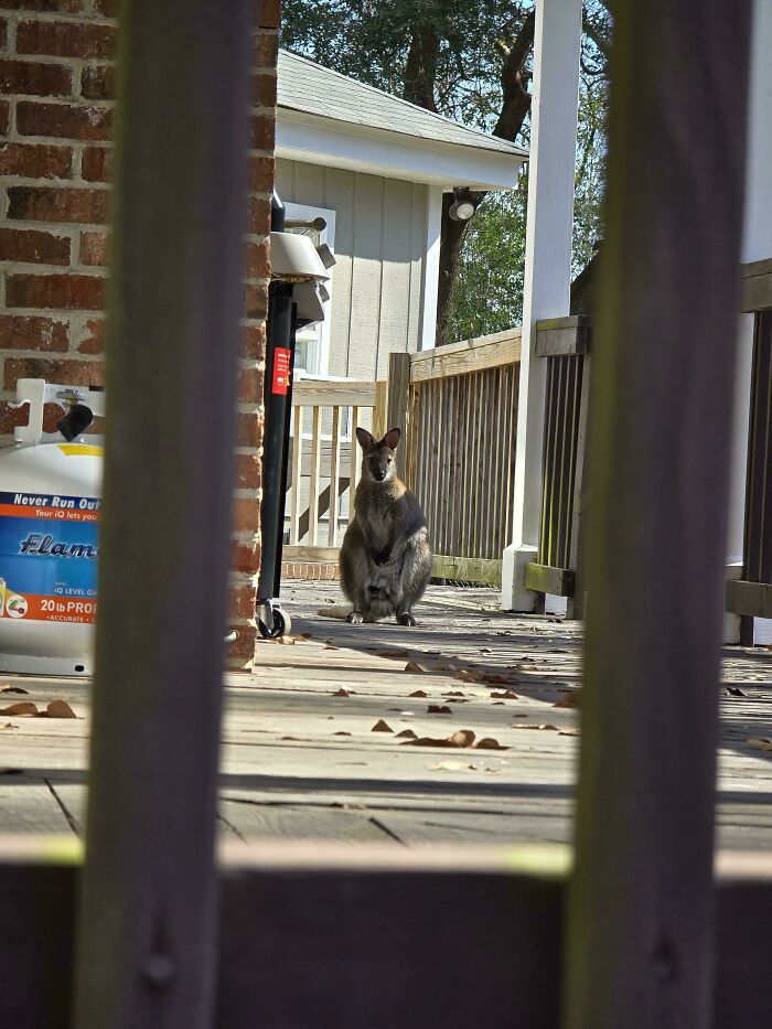 103 Horribly Unphotogenic Animals That Might Make You Laugh Way Harder Than You Should (New Pics)