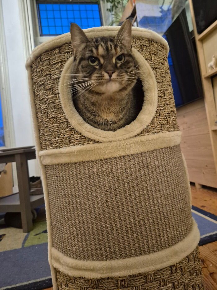 103 Horribly Unphotogenic Animals That Might Make You Laugh Way Harder Than You Should (New Pics)