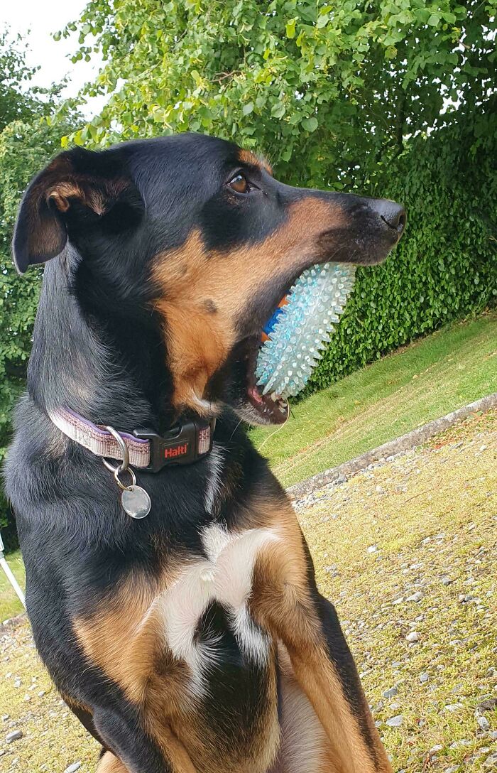 103 Horribly Unphotogenic Animals That Might Make You Laugh Way Harder Than You Should (New Pics)