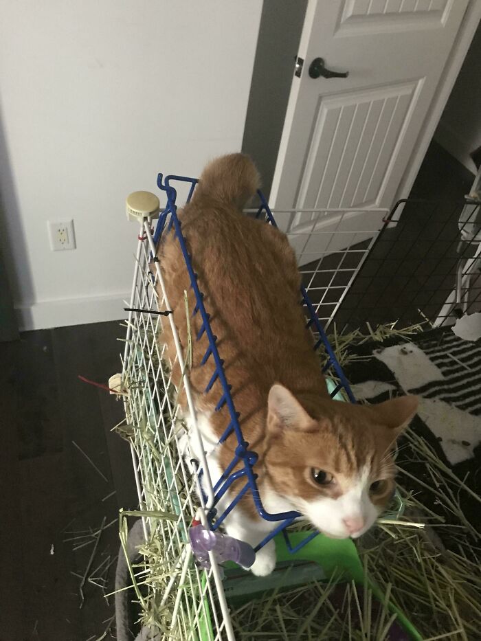 103 Horribly Unphotogenic Animals That Might Make You Laugh Way Harder Than You Should (New Pics)