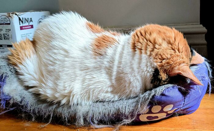 103 Horribly Unphotogenic Animals That Might Make You Laugh Way Harder Than You Should (New Pics)