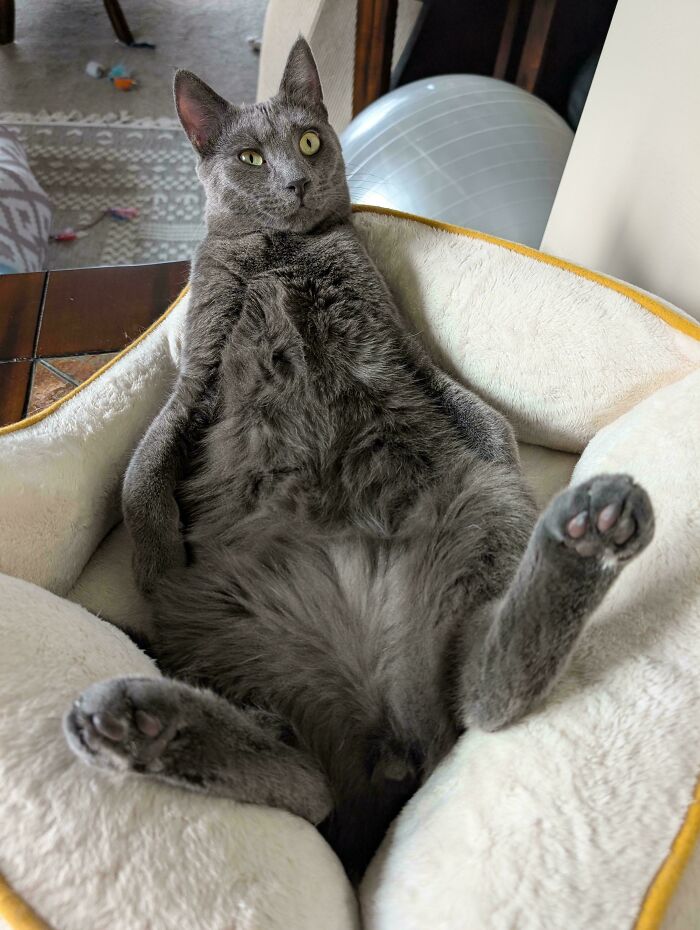 103 Horribly Unphotogenic Animals That Might Make You Laugh Way Harder Than You Should (New Pics)