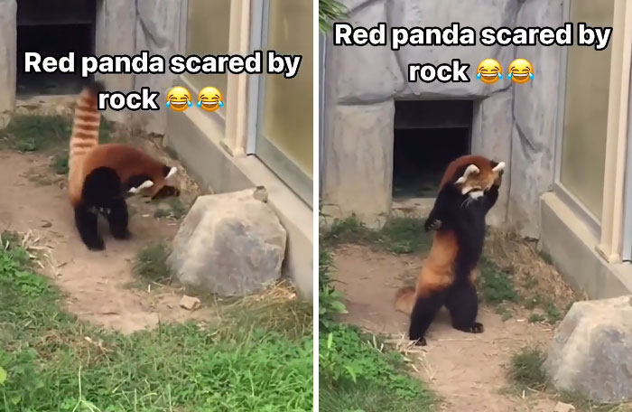 103 Horribly Unphotogenic Animals That Might Make You Laugh Way Harder Than You Should (New Pics)