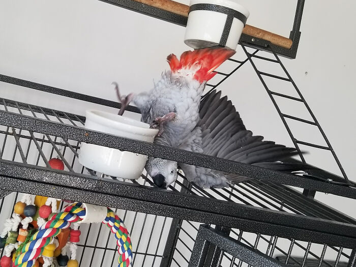 103 Horribly Unphotogenic Animals That Might Make You Laugh Way Harder Than You Should (New Pics)