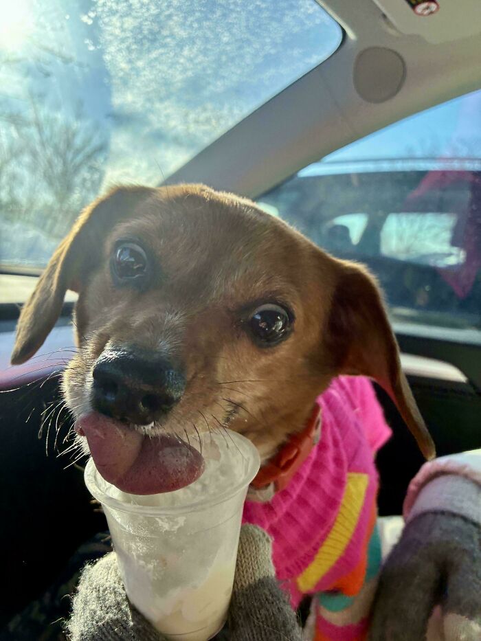 103 Horribly Unphotogenic Animals That Might Make You Laugh Way Harder Than You Should (New Pics)