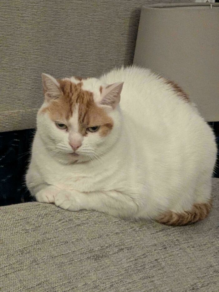 103 Horribly Unphotogenic Animals That Might Make You Laugh Way Harder Than You Should (New Pics)