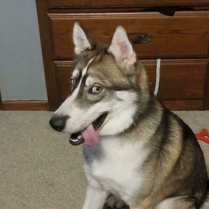 103 Horribly Unphotogenic Animals That Might Make You Laugh Way Harder Than You Should (New Pics)