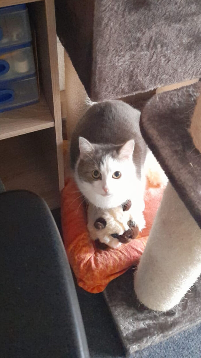 103 Horribly Unphotogenic Animals That Might Make You Laugh Way Harder Than You Should (New Pics)