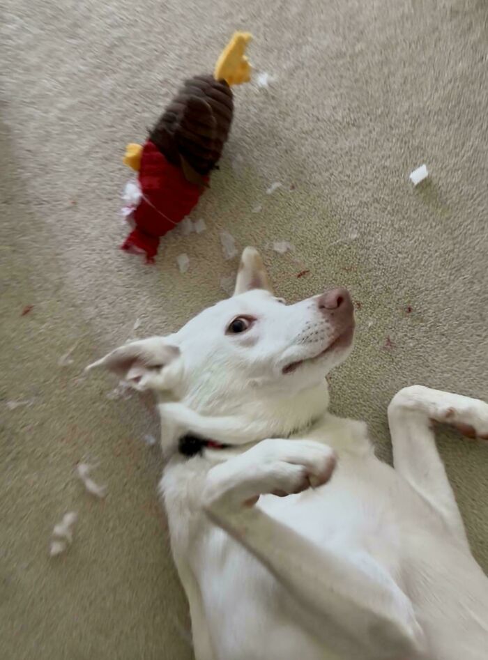 103 Horribly Unphotogenic Animals That Might Make You Laugh Way Harder Than You Should (New Pics)