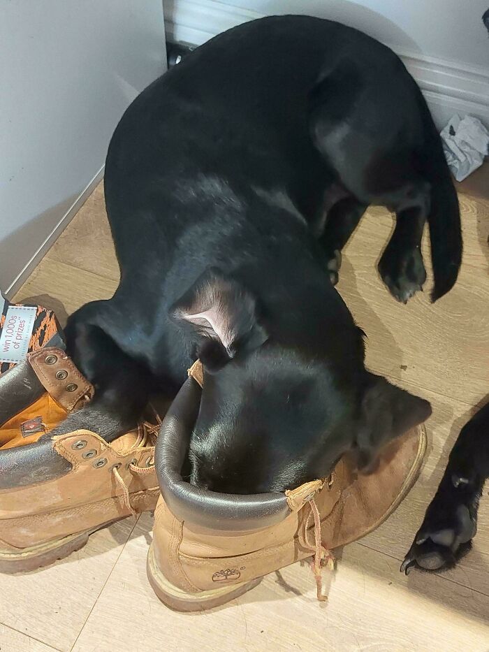 103 Horribly Unphotogenic Animals That Might Make You Laugh Way Harder Than You Should (New Pics)