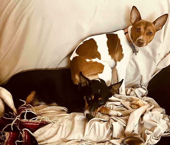 103 Horribly Unphotogenic Animals That Might Make You Laugh Way Harder Than You Should (New Pics)