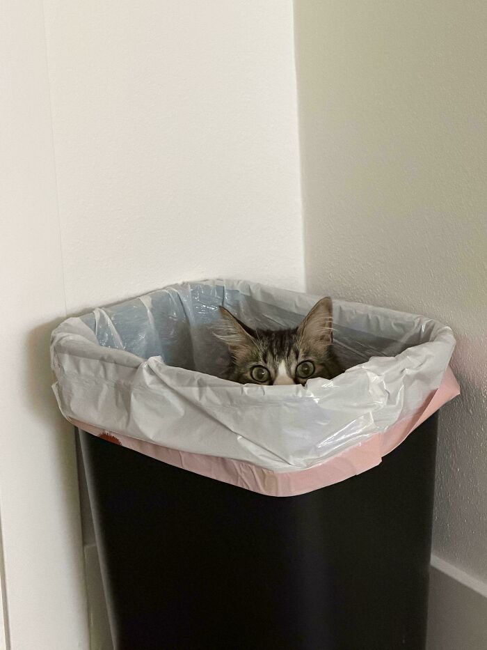 103 Horribly Unphotogenic Animals That Might Make You Laugh Way Harder Than You Should (New Pics)