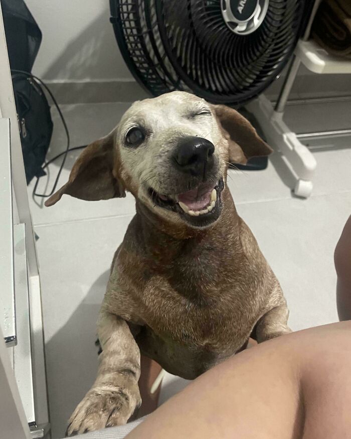 103 Horribly Unphotogenic Animals That Might Make You Laugh Way Harder Than You Should (New Pics)