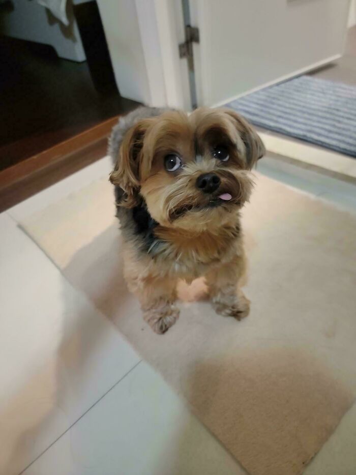 103 Horribly Unphotogenic Animals That Might Make You Laugh Way Harder Than You Should (New Pics)