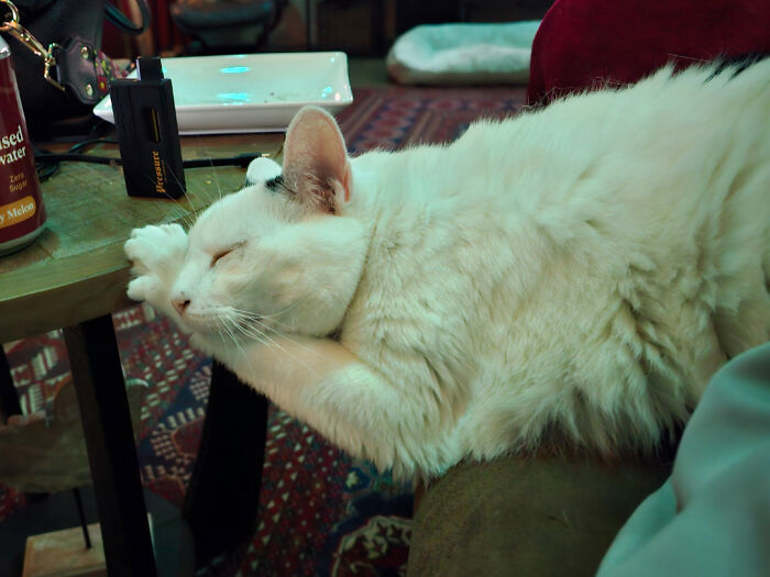 103 Horribly Unphotogenic Animals That Might Make You Laugh Way Harder Than You Should (New Pics)