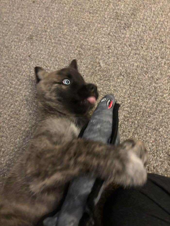 103 Horribly Unphotogenic Animals That Might Make You Laugh Way Harder Than You Should (New Pics)