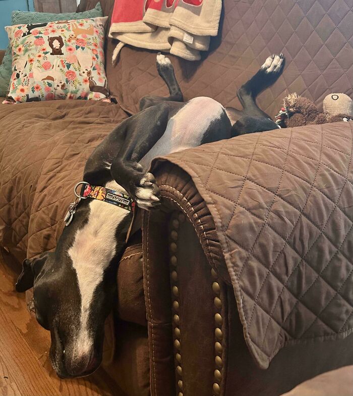 103 Horribly Unphotogenic Animals That Might Make You Laugh Way Harder Than You Should (New Pics)