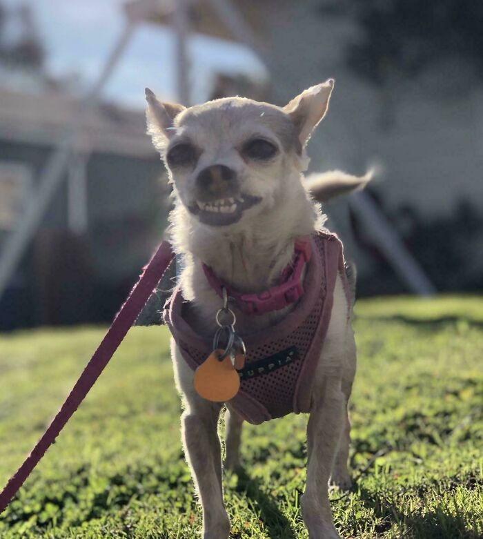 103 Horribly Unphotogenic Animals That Might Make You Laugh Way Harder Than You Should (New Pics)