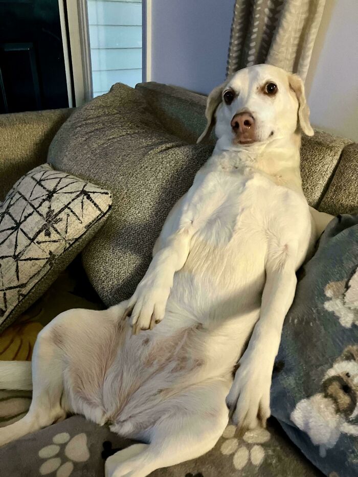 103 Horribly Unphotogenic Animals That Might Make You Laugh Way Harder Than You Should (New Pics)