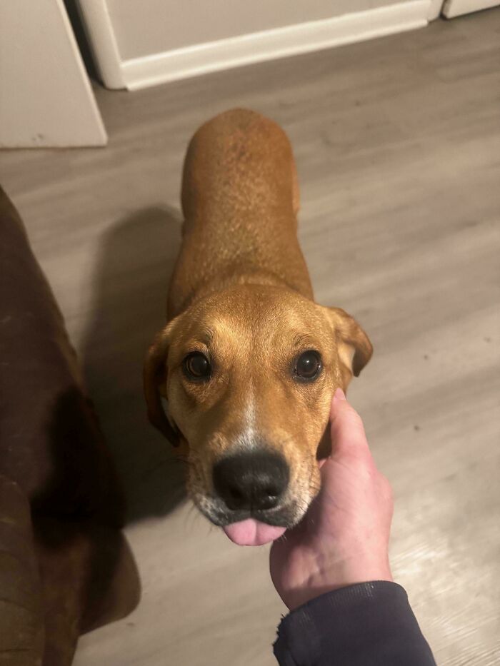 103 Horribly Unphotogenic Animals That Might Make You Laugh Way Harder Than You Should (New Pics)