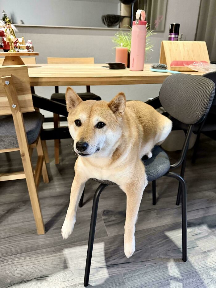 103 Horribly Unphotogenic Animals That Might Make You Laugh Way Harder Than You Should (New Pics)