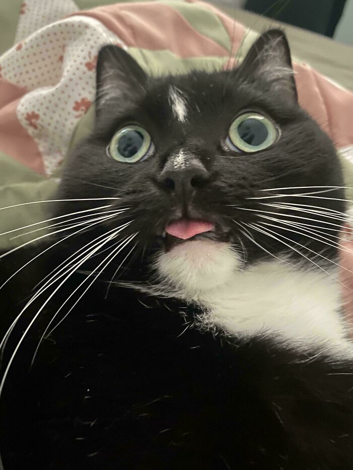 103 Horribly Unphotogenic Animals That Might Make You Laugh Way Harder Than You Should (New Pics)