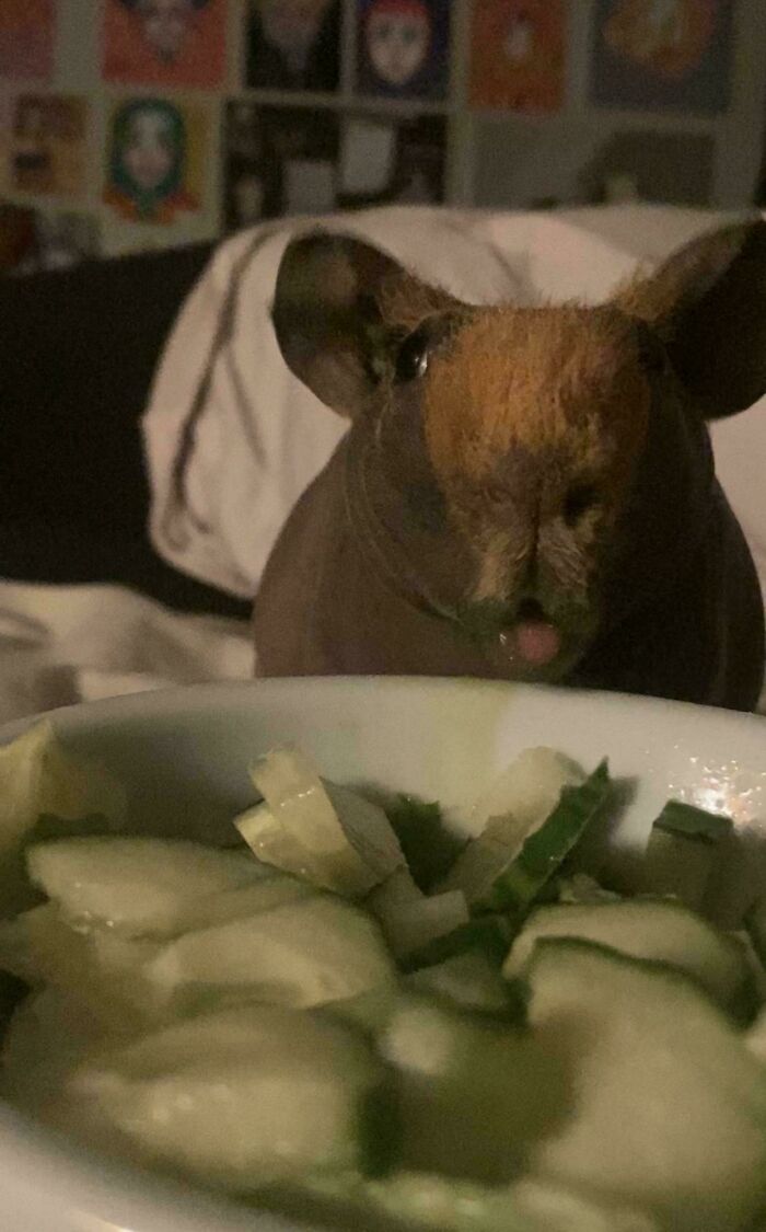 103 Horribly Unphotogenic Animals That Might Make You Laugh Way Harder Than You Should (New Pics)