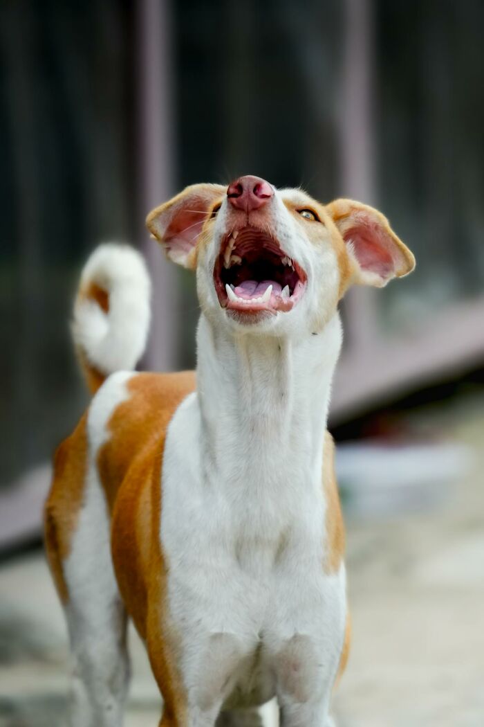 “It Was Scary As Hell”: 47 People Share The Chilling Sounds That Signal Immediate Disaster “It Was Scary As Hell”: 47 People Share The Chilling Sounds That Signal Immediate Disaster